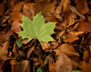 Herbstlaub